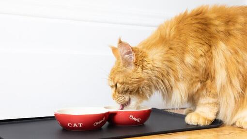 Cat allergic shop to dry food